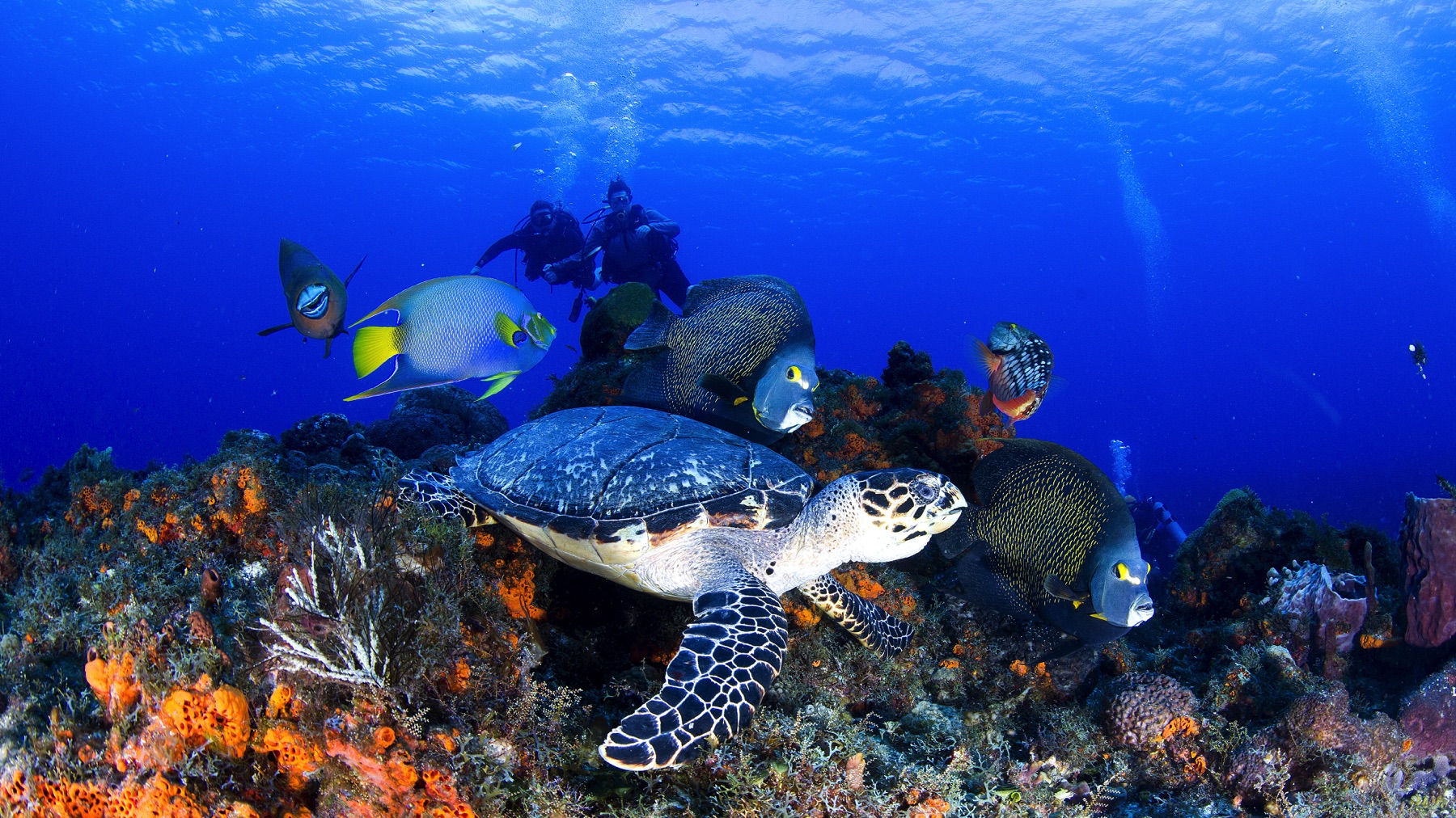 Bonaire